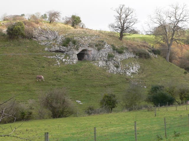 A cave entrance in the limestone hillside at Ffynnon Beuno, Tremeirchion, with a sheep grazing the slope below
